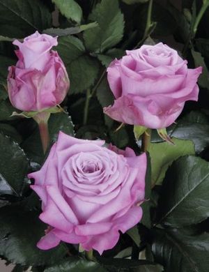 ROSE MARITIM KENIA 50